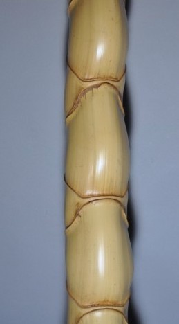 亀甲竹